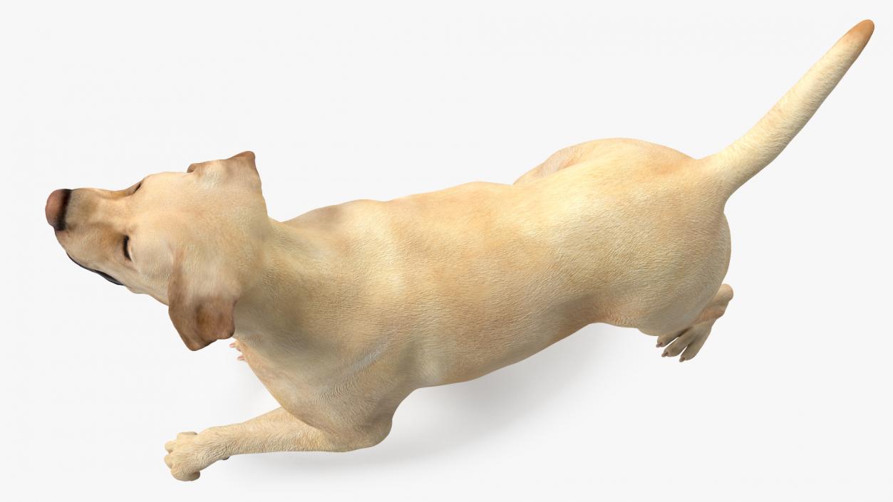 3D Labrador Dog White Walking