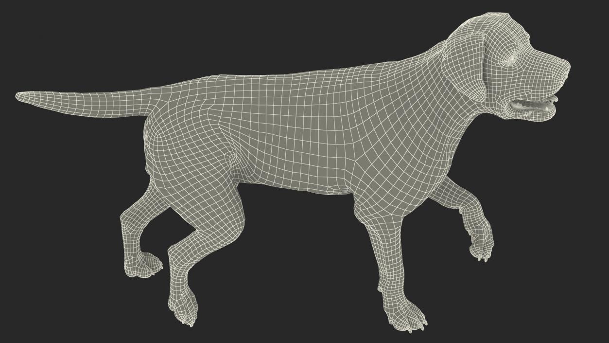 3D Labrador Dog White Walking