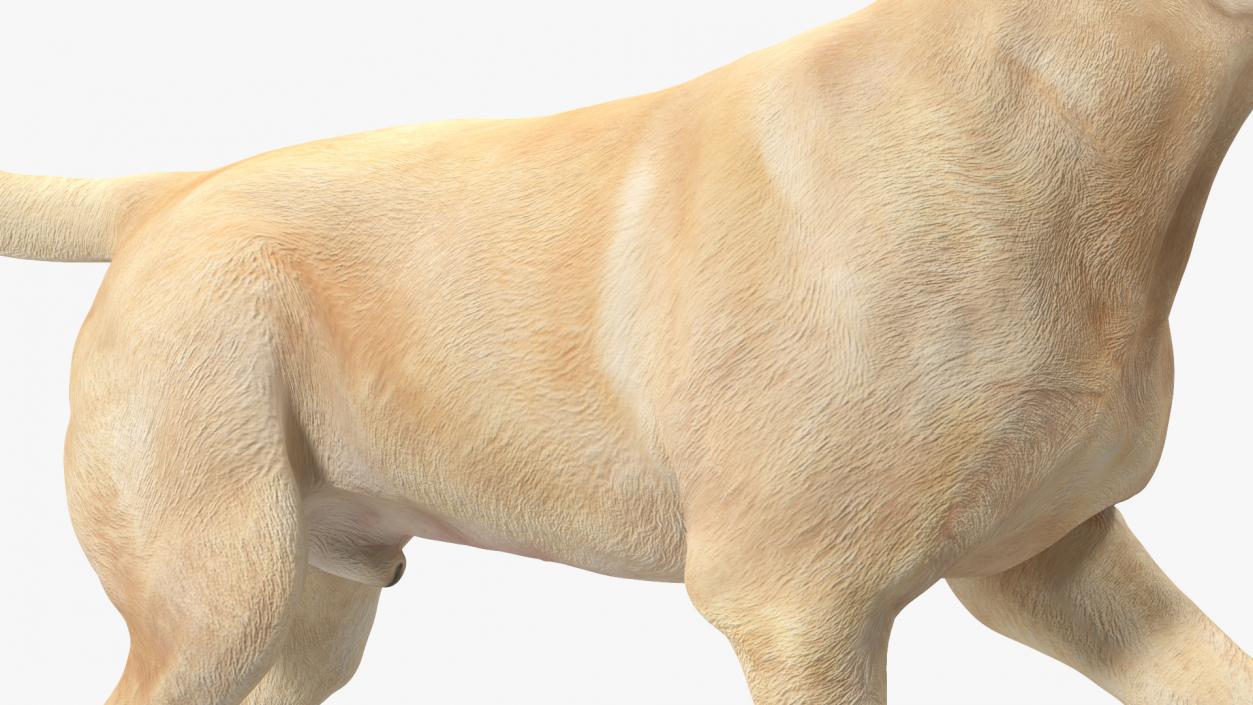 3D Labrador Dog White Walking