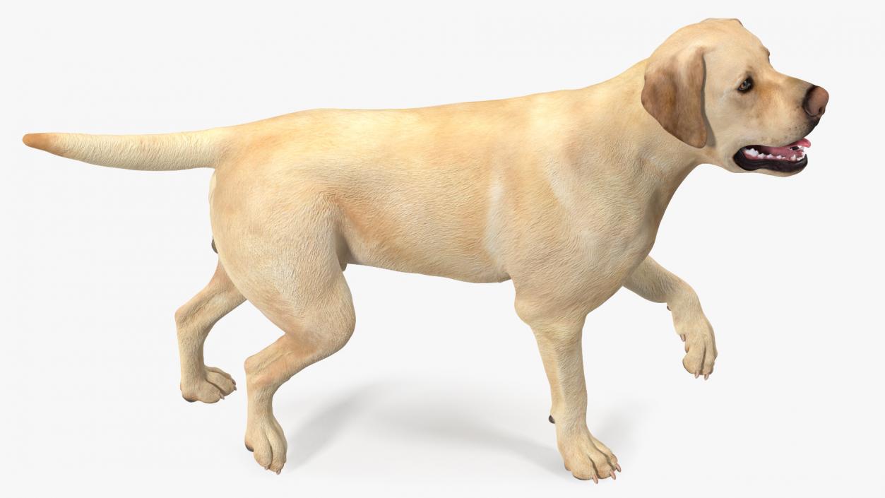 3D Labrador Dog White Walking