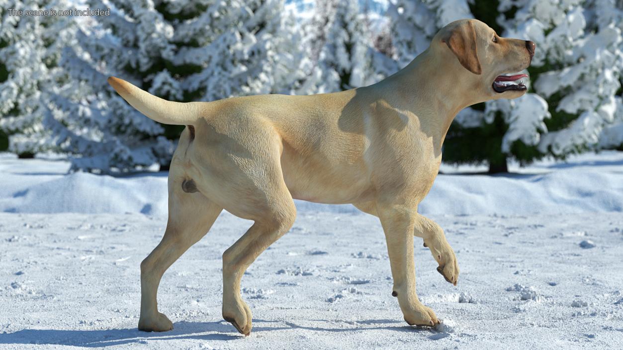 3D Labrador Dog White Walking