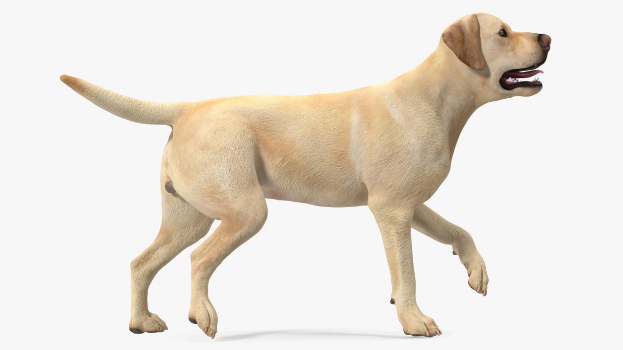 3D Labrador Dog White Walking