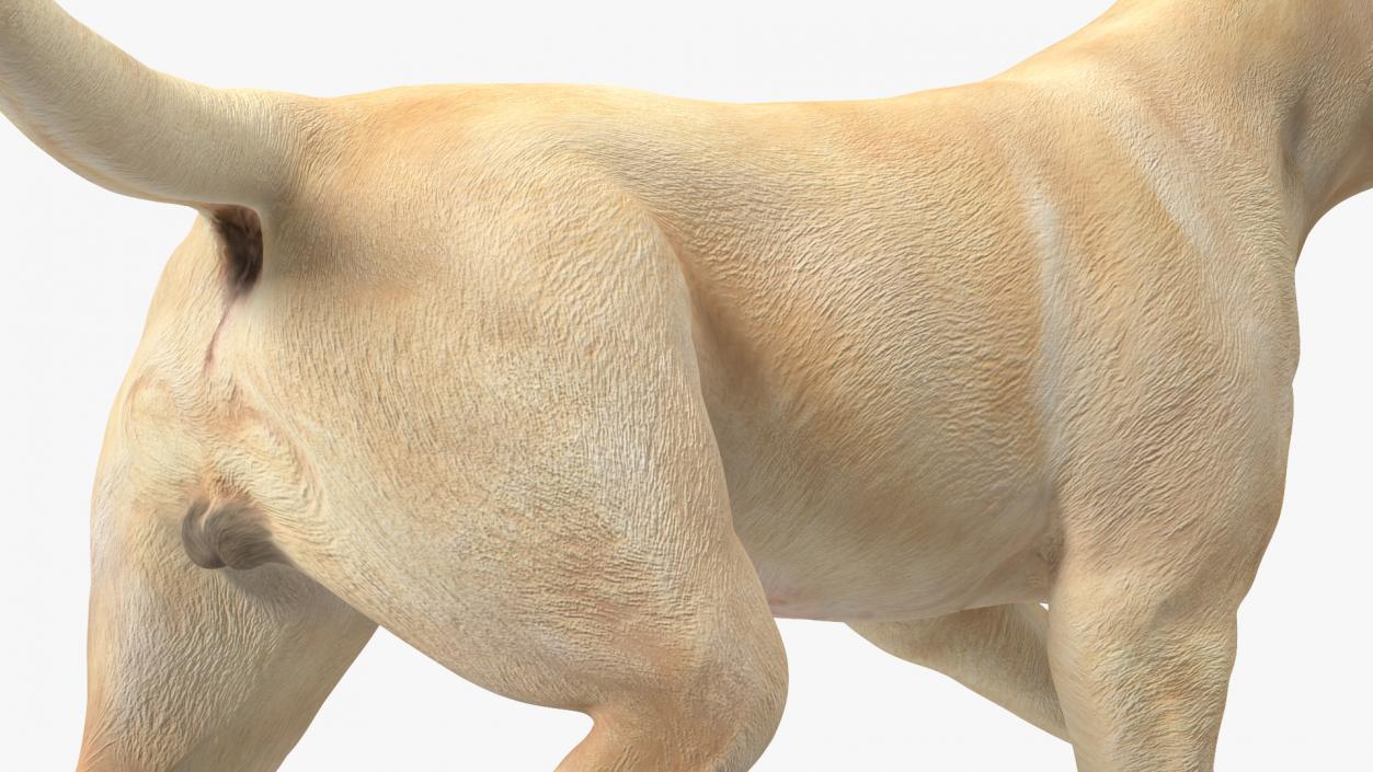 3D Labrador Dog White Walking