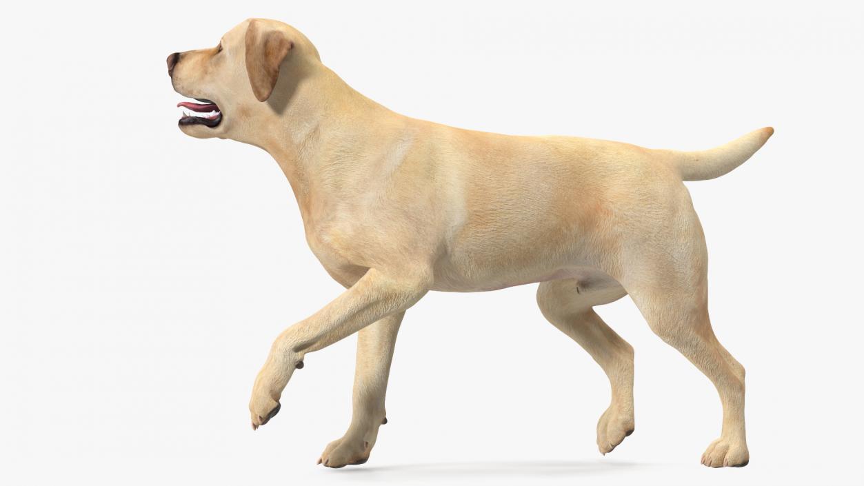 3D Labrador Dog White Walking