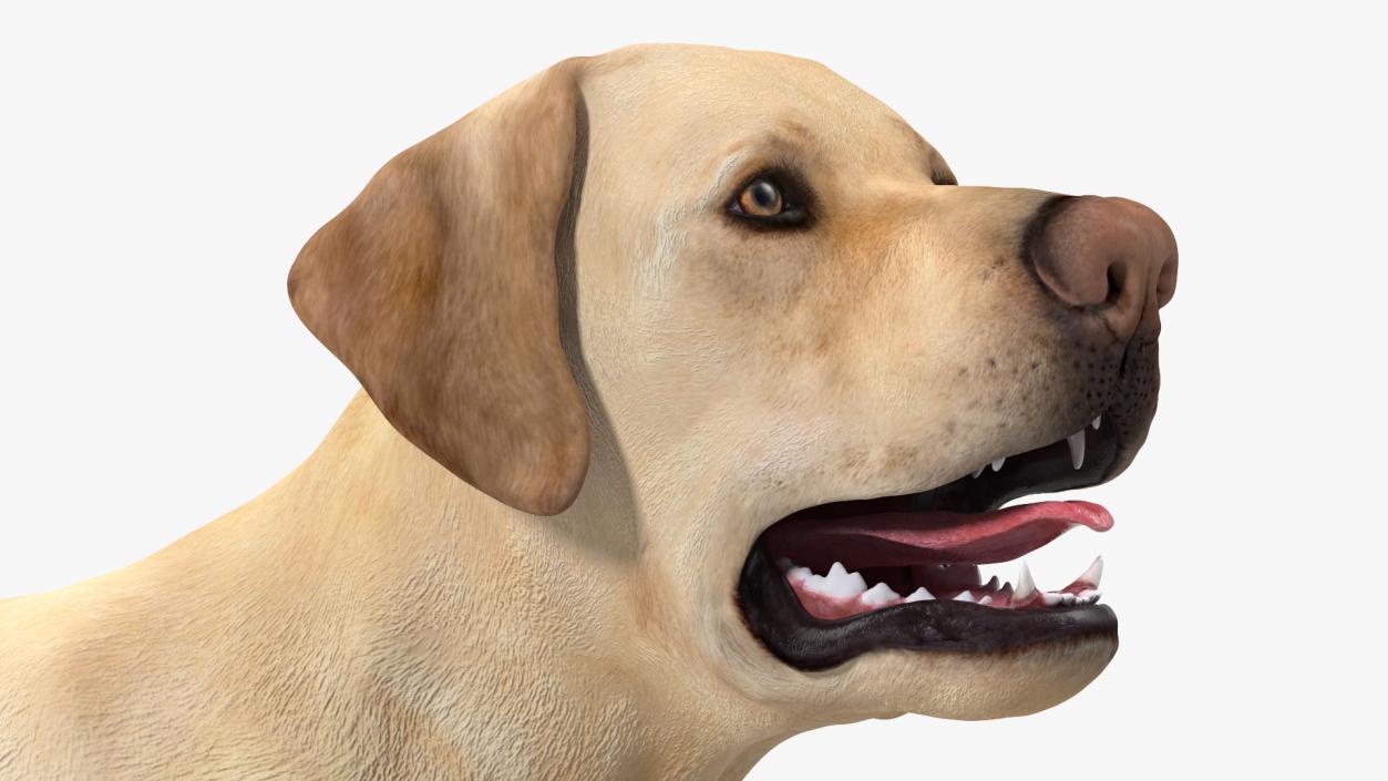 3D Labrador Dog White Walking