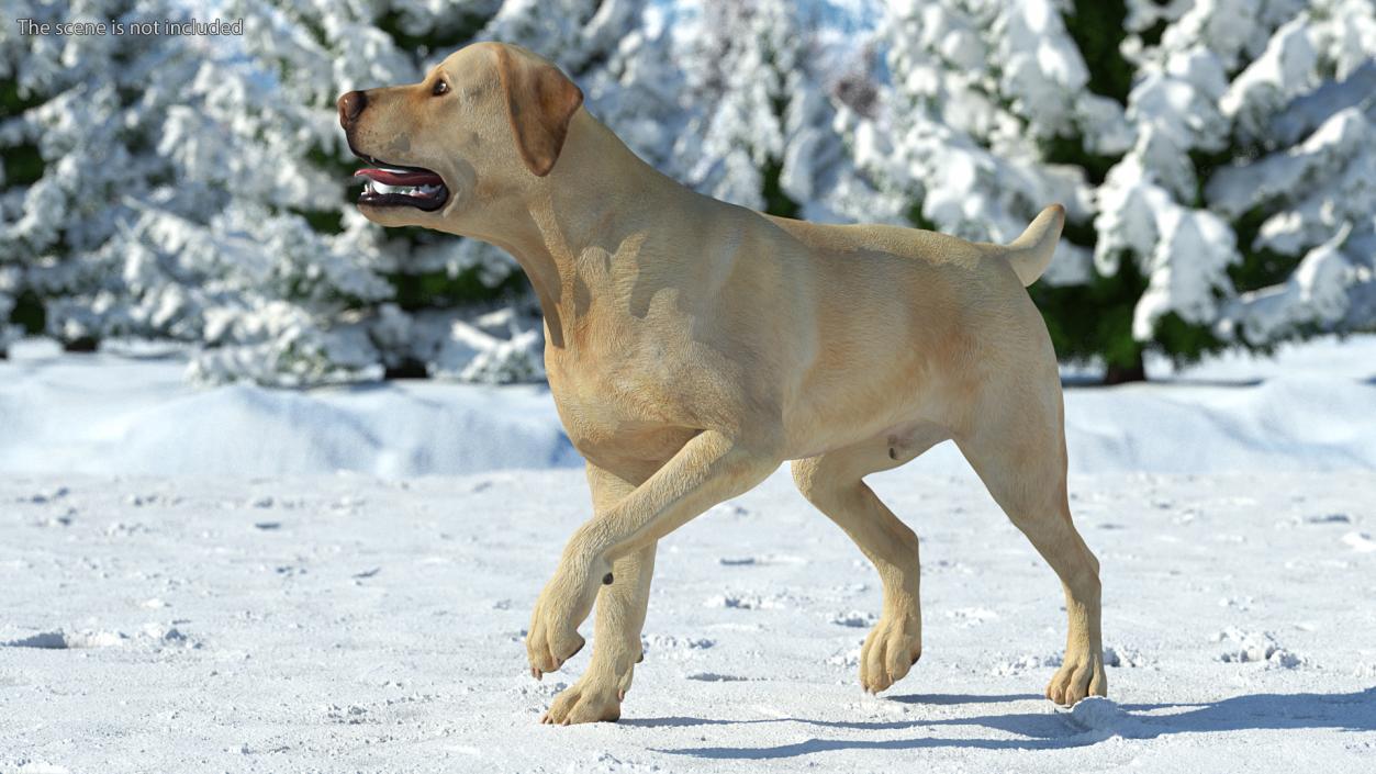 3D Labrador Dog White Walking