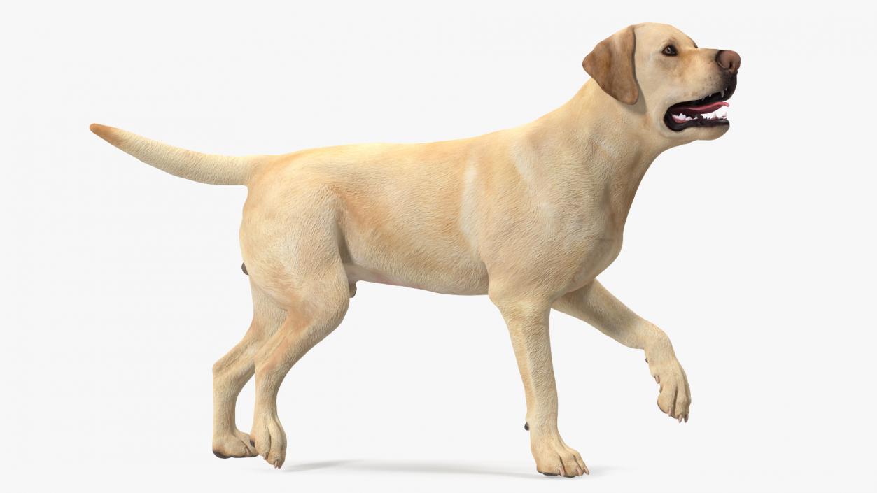 3D Labrador Dog White Walking