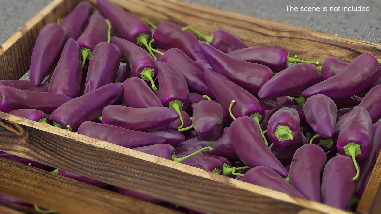 Purple Chili Pepper 3D model