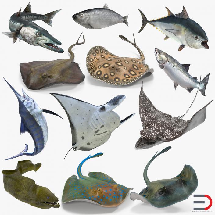 Fishes Rigged Collection 3D model