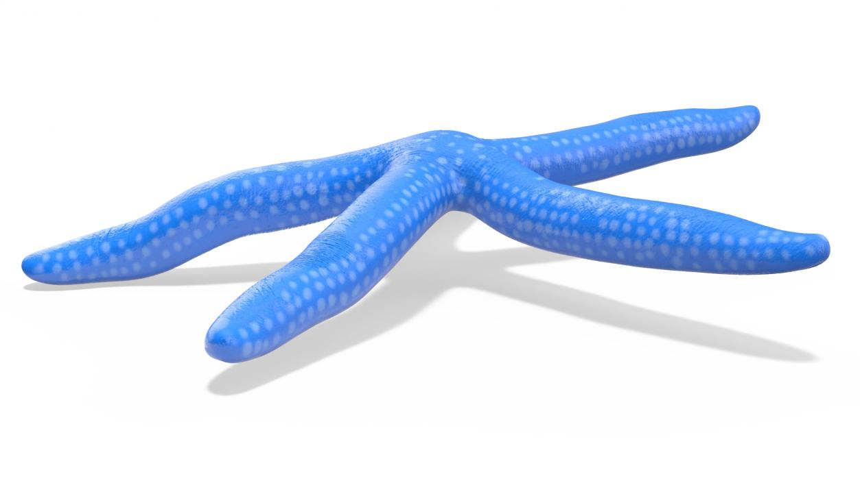 Lying Blue Starfish 3D model