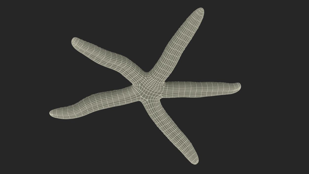 Lying Blue Starfish 3D model