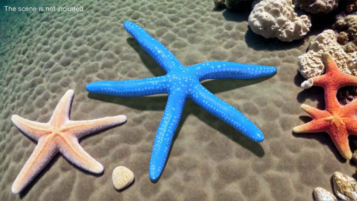 Lying Blue Starfish 3D model