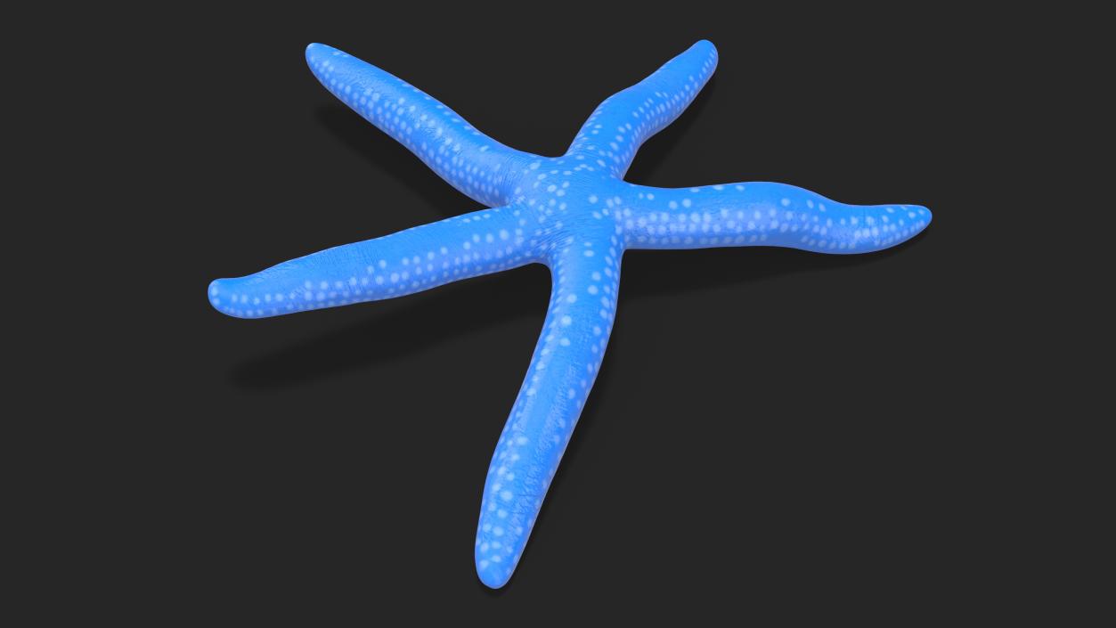 Lying Blue Starfish 3D model