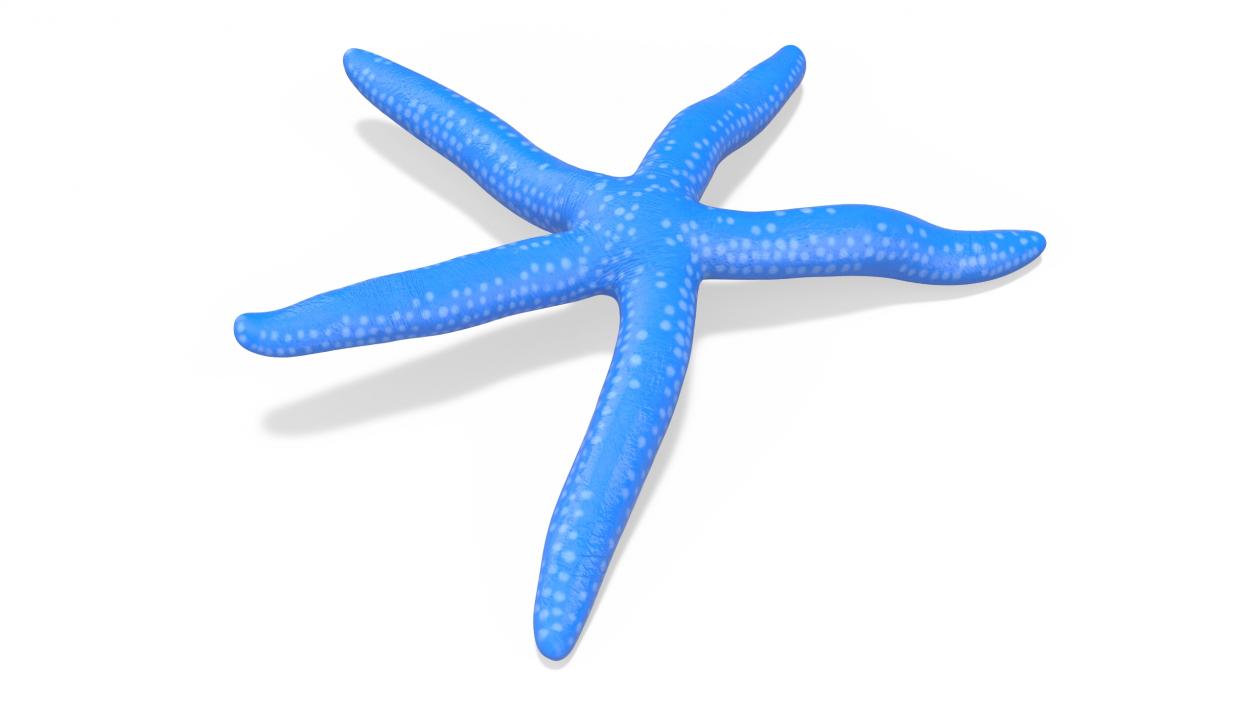 Lying Blue Starfish 3D model