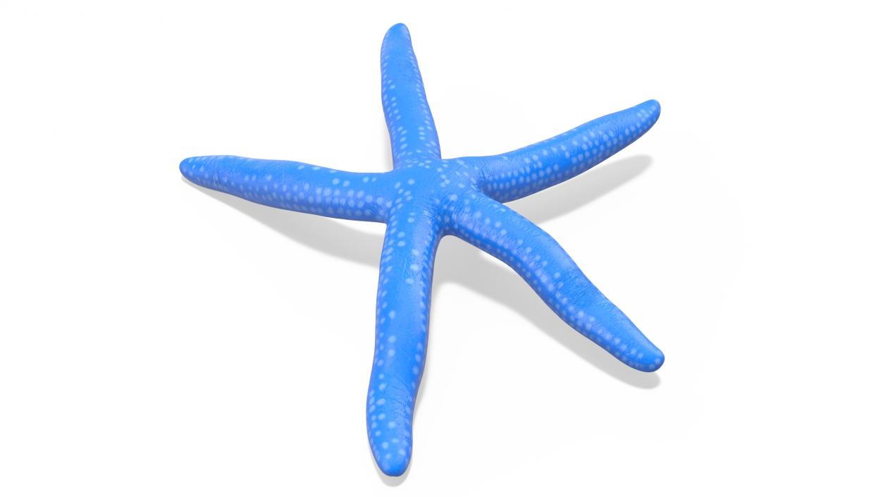 Lying Blue Starfish 3D model