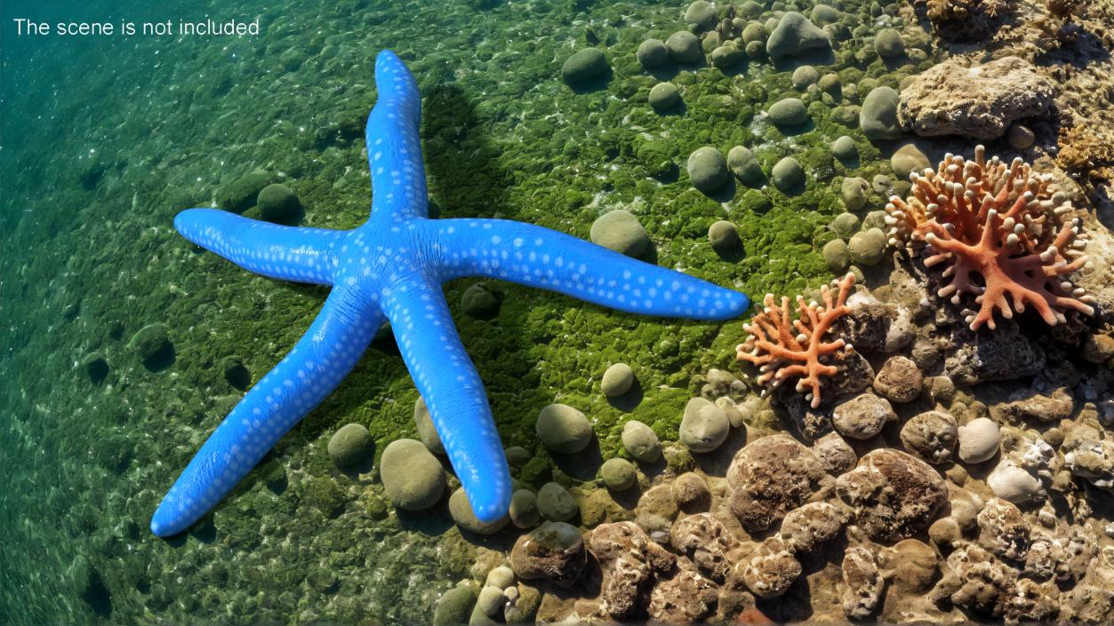 Lying Blue Starfish 3D model