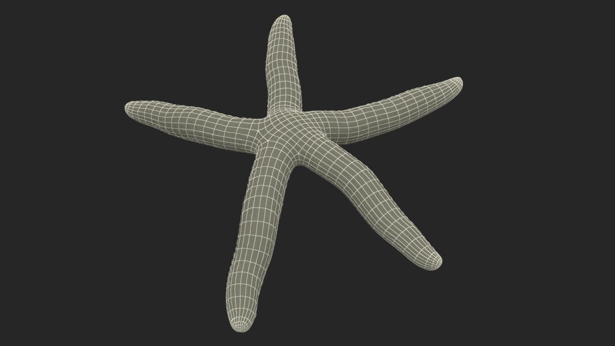 Lying Blue Starfish 3D model