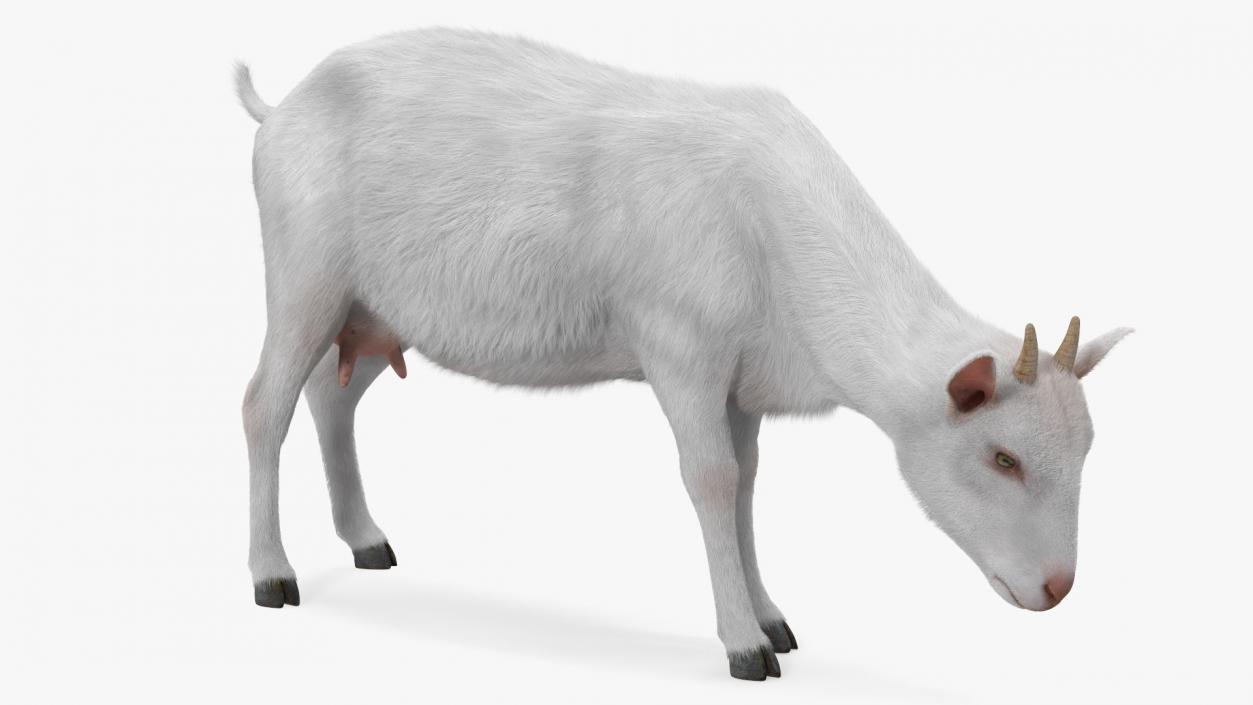 Farm Animals Big Collection 3 3D model