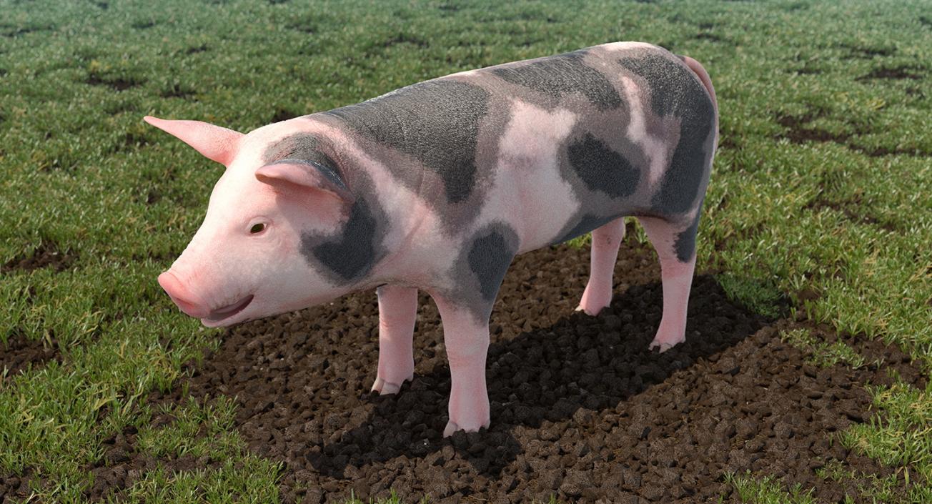 Farm Animals Big Collection 3 3D model