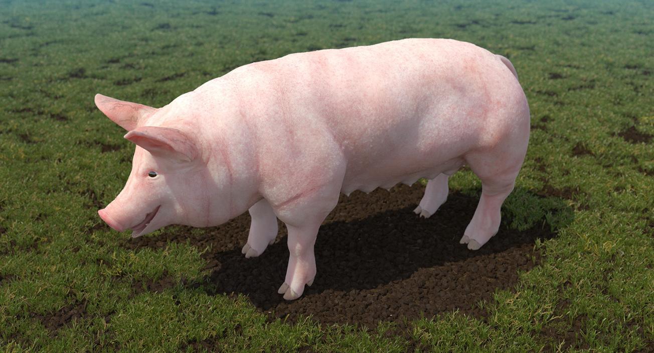 Farm Animals Big Collection 3 3D model