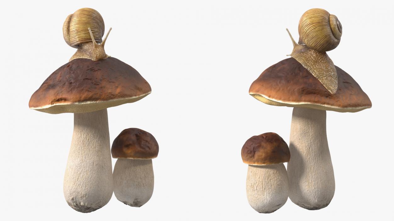 3D Snail Crawls on a Mushroom