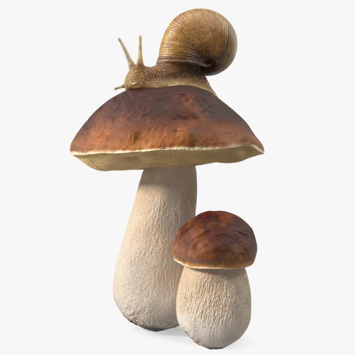 3D Snail Crawls on a Mushroom