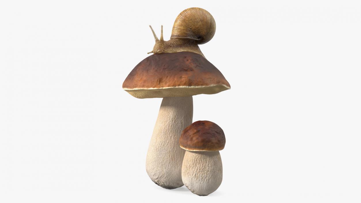 3D Snail Crawls on a Mushroom