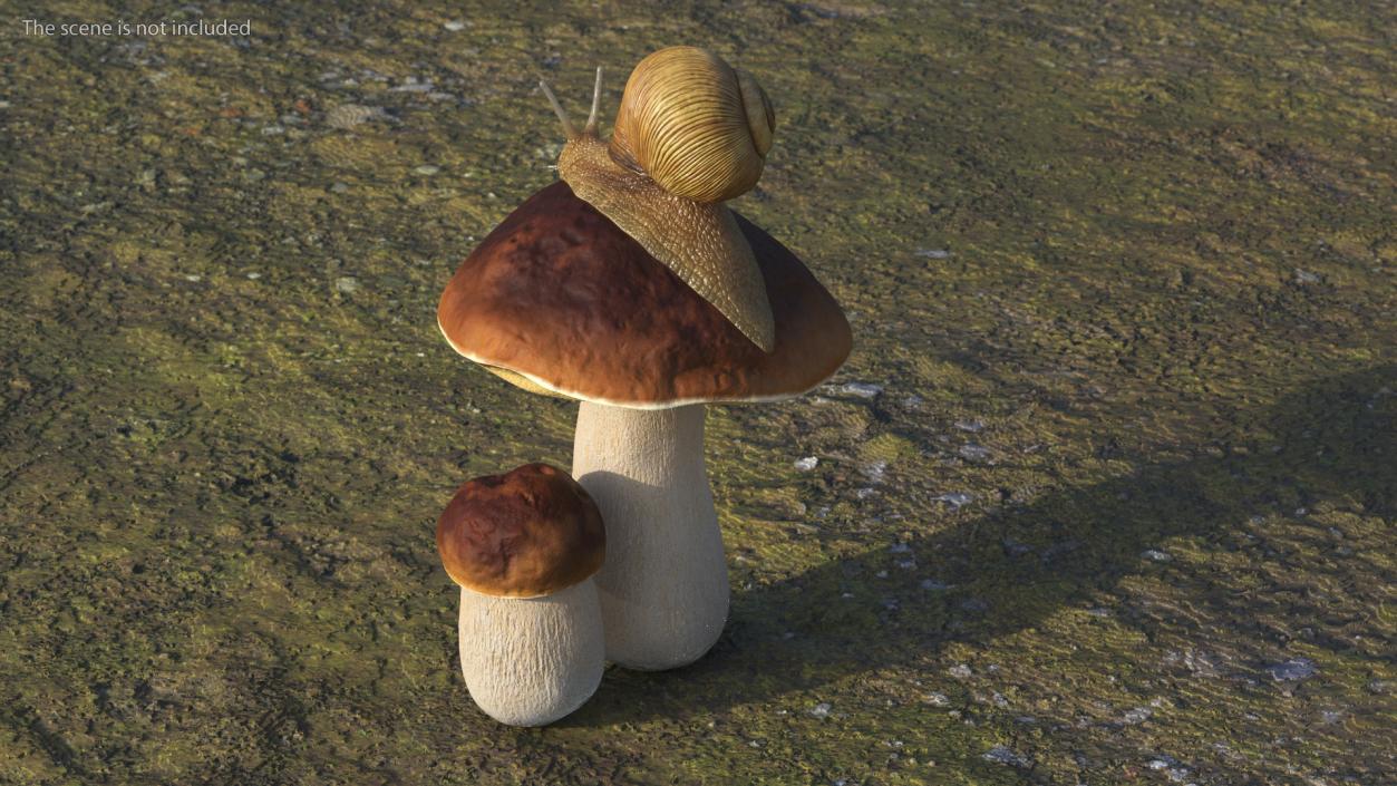 3D Snail Crawls on a Mushroom