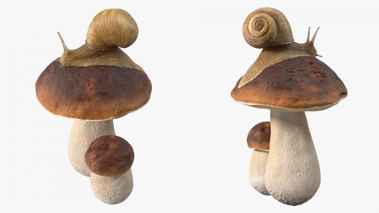 3D Snail Crawls on a Mushroom