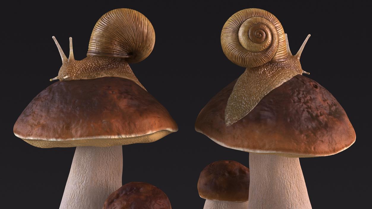 3D Snail Crawls on a Mushroom