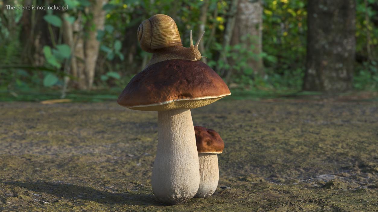 3D Snail Crawls on a Mushroom