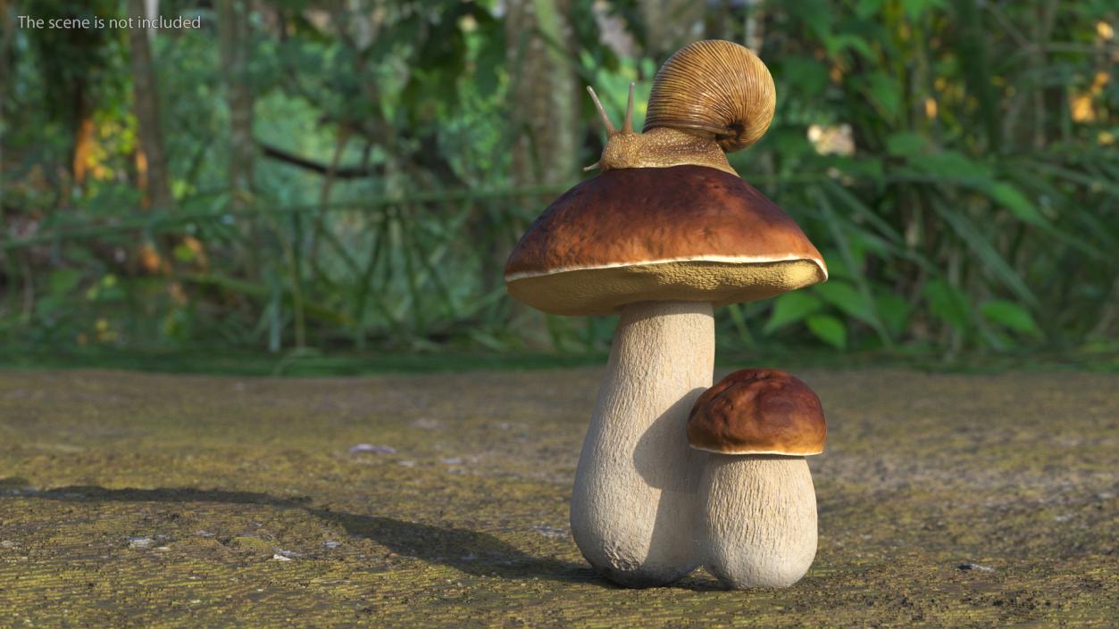 3D Snail Crawls on a Mushroom