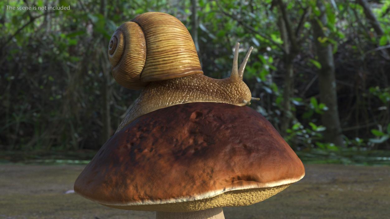 3D Snail Crawls on a Mushroom