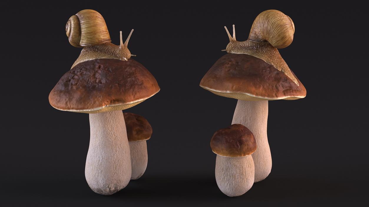 3D Snail Crawls on a Mushroom