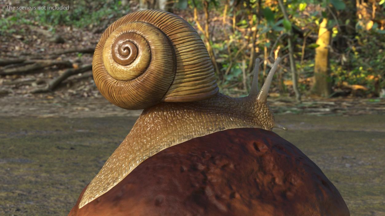 3D Snail Crawls on a Mushroom