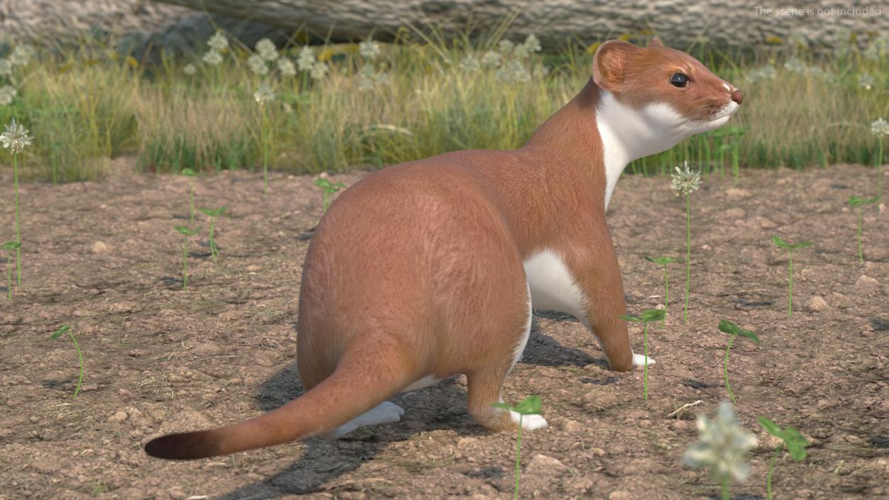 3D model Mustela Erminea Brown Lifelike Pose