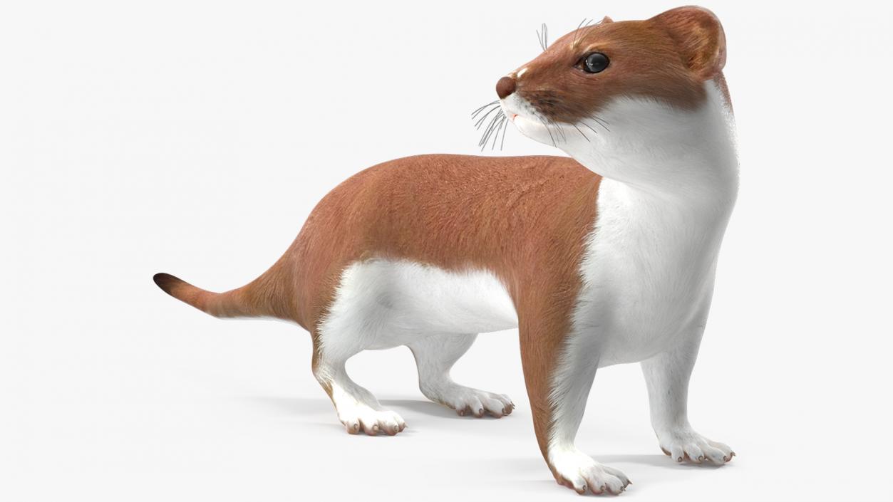 3D model Mustela Erminea Brown Lifelike Pose