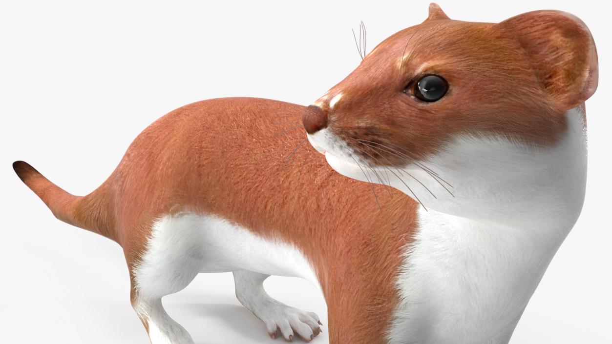 3D model Mustela Erminea Brown Lifelike Pose