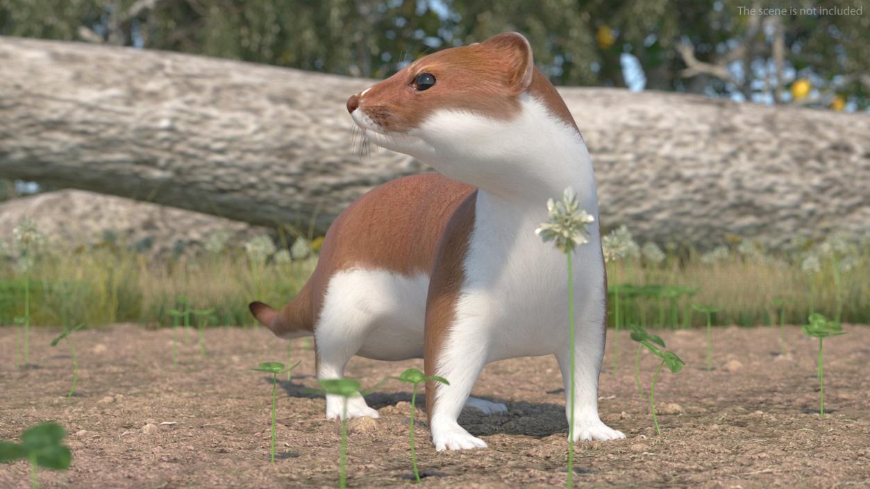 3D model Mustela Erminea Brown Lifelike Pose