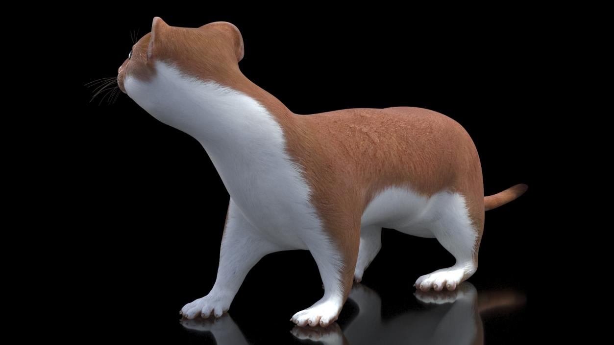 3D model Mustela Erminea Brown Lifelike Pose