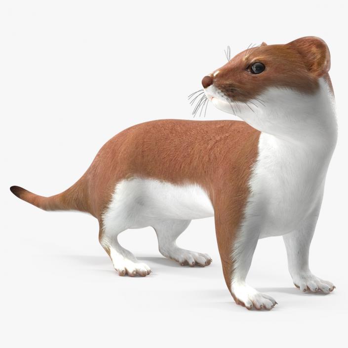 3D model Mustela Erminea Brown Lifelike Pose