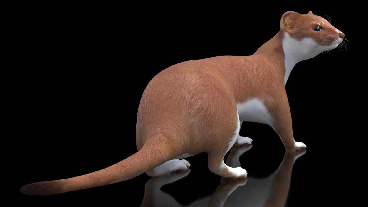 3D model Mustela Erminea Brown Lifelike Pose