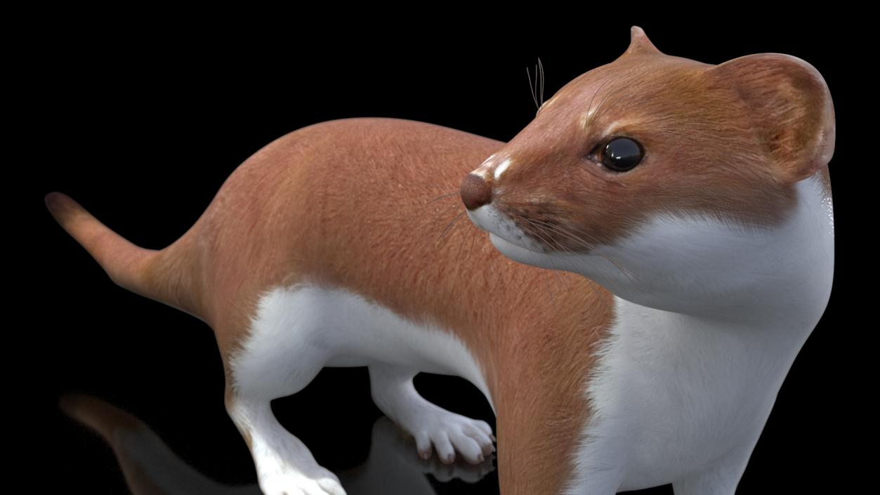 3D model Mustela Erminea Brown Lifelike Pose