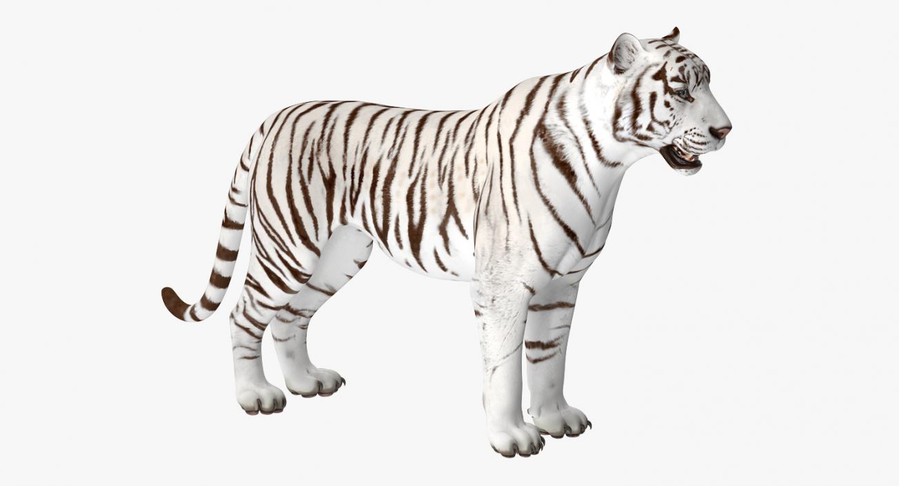 3D White Tiger