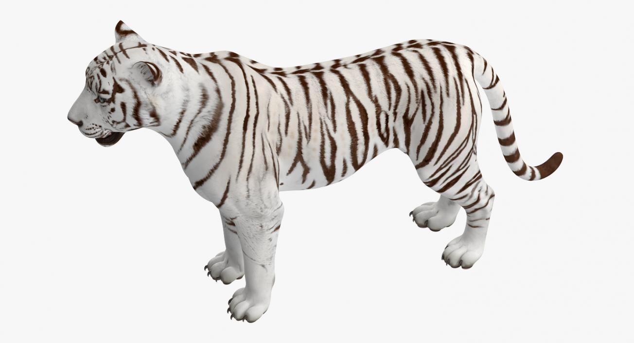 3D White Tiger