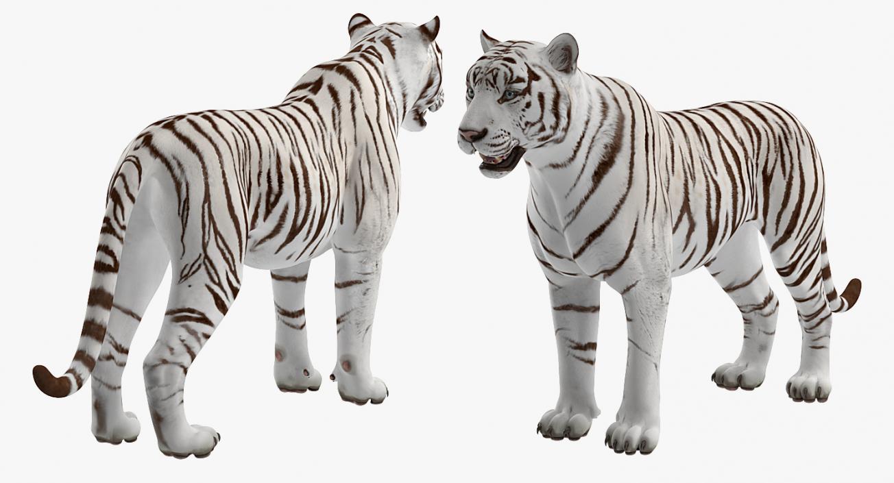 3D White Tiger