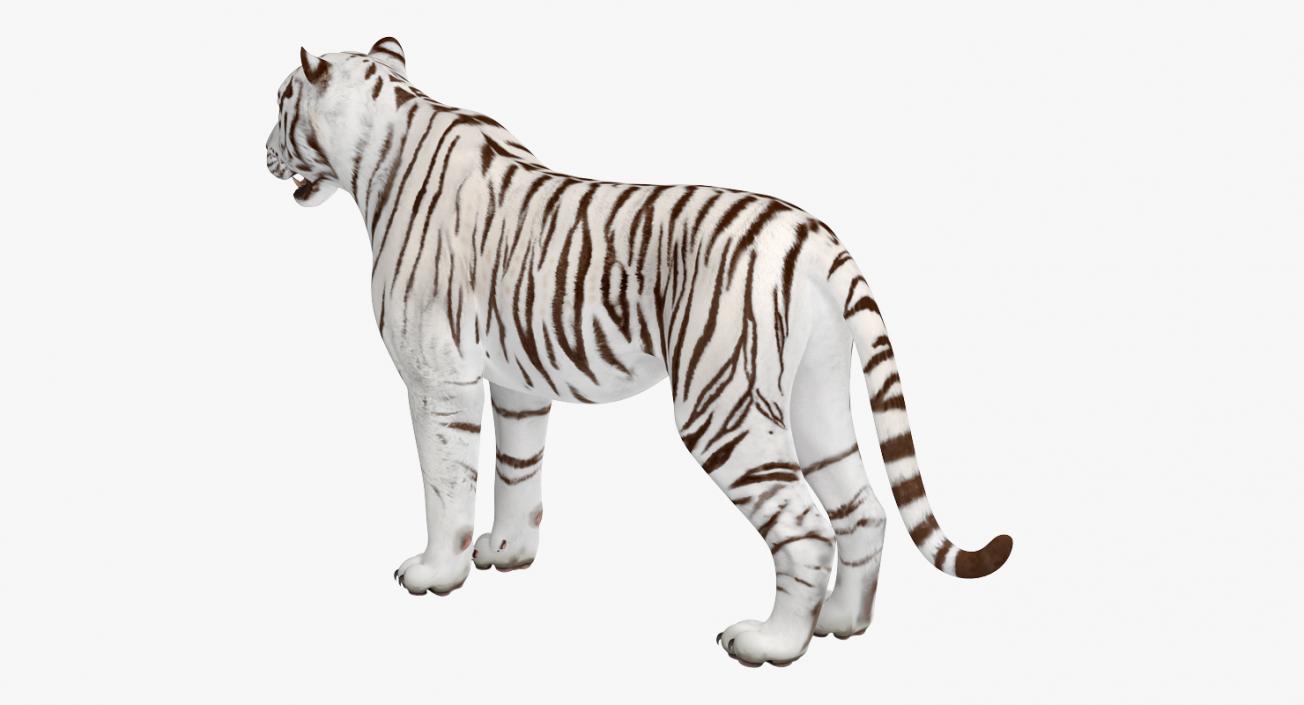 3D White Tiger