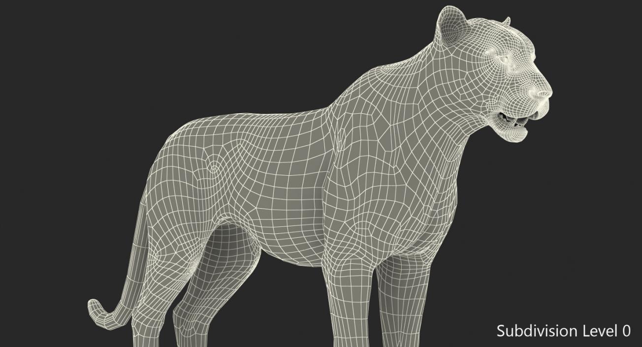 3D White Tiger