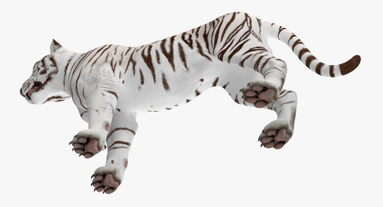 3D White Tiger