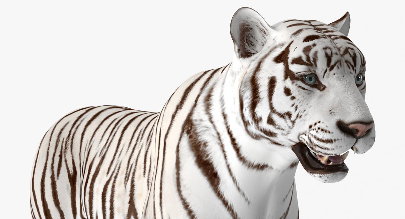 3D White Tiger